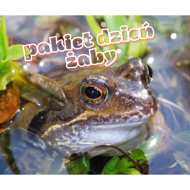 Dzień Żaby - pakiet PDF