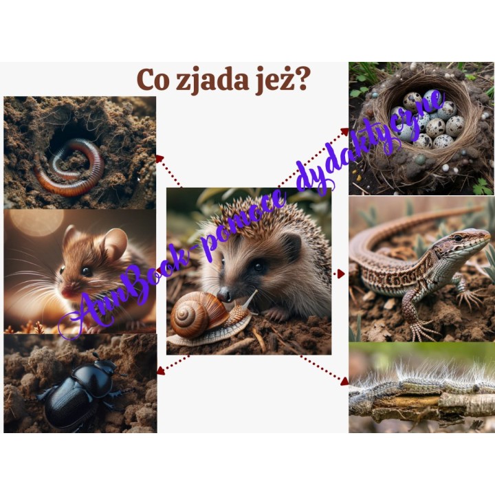 Dzień Jeża - pakiet PDF
