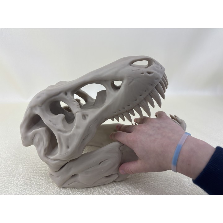 Czaszka T-Rexa XXL - model