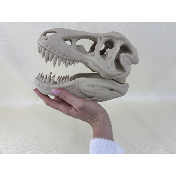 Czaszka T-Rexa XXL - model