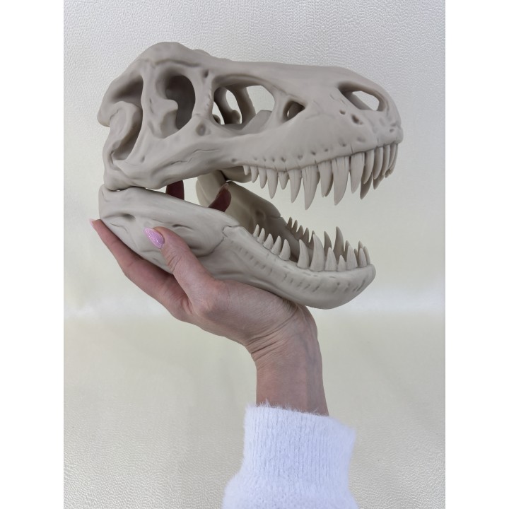 Czaszka T-Rexa XXL - model