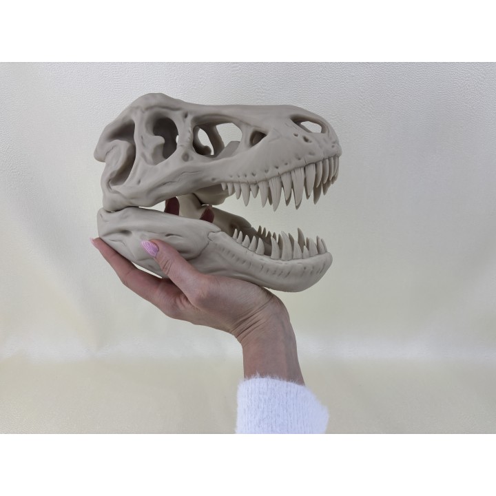 Czaszka T-Rexa XXL - model