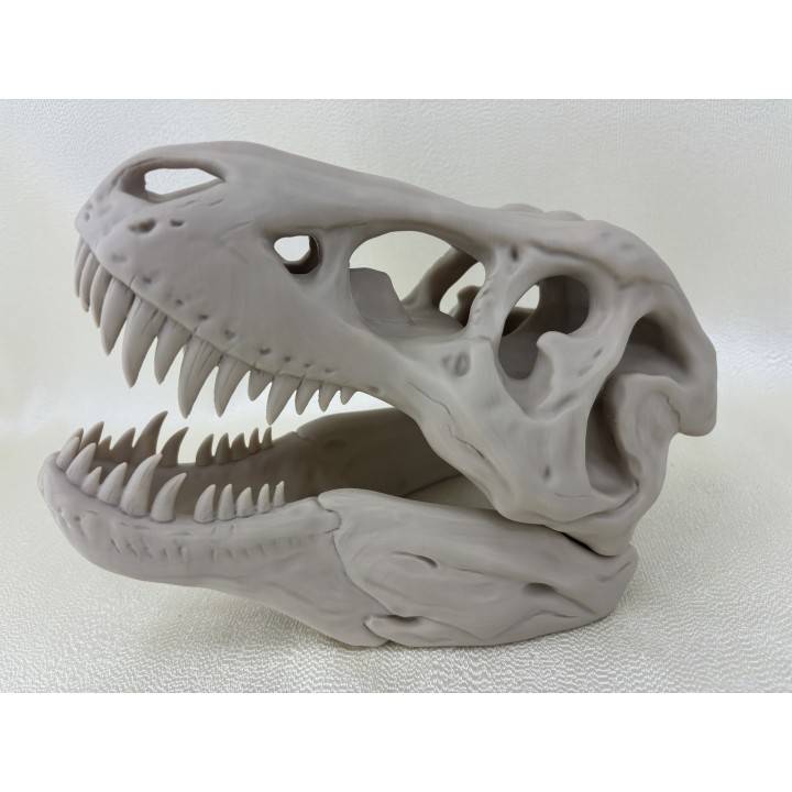 Czaszka T-Rexa XXL - model