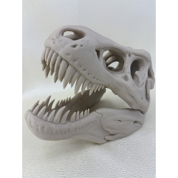 Czaszka T-Rexa XXL - model