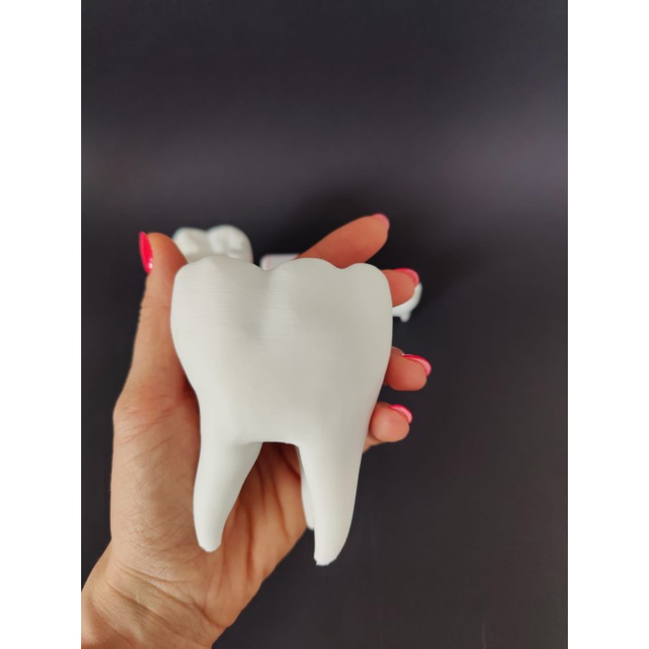 Ząb z ubytkiem do uzupełnienia - model zęba (duży, 10 cm)