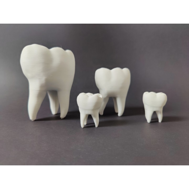 Ząb z ubytkiem do uzupełnienia - model zęba (duży, 10 cm)