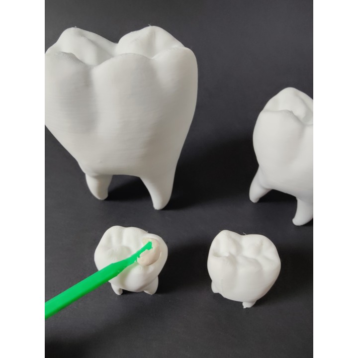 Ząb z ubytkiem do uzupełnienia - model zęba (duży, 10 cm)