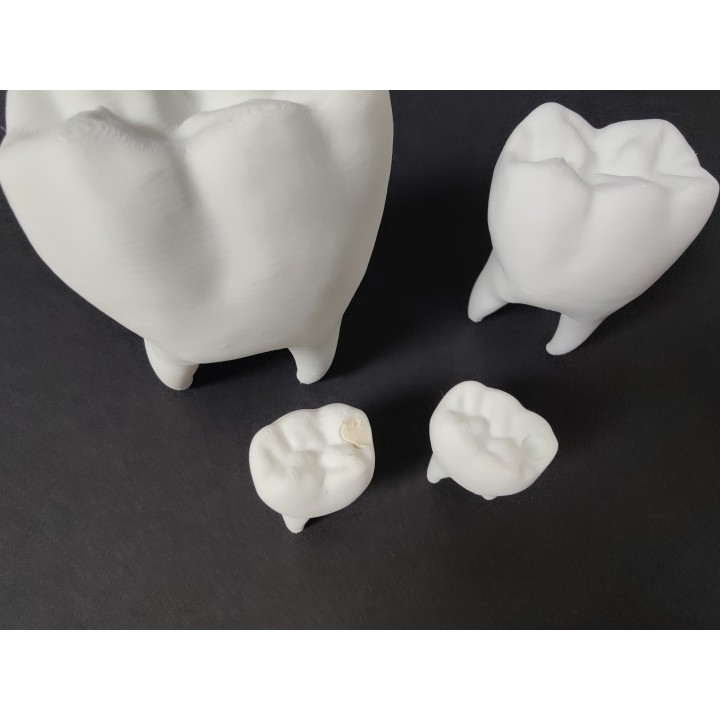 Ząb z ubytkiem do uzupełnienia - model zęba (średni)