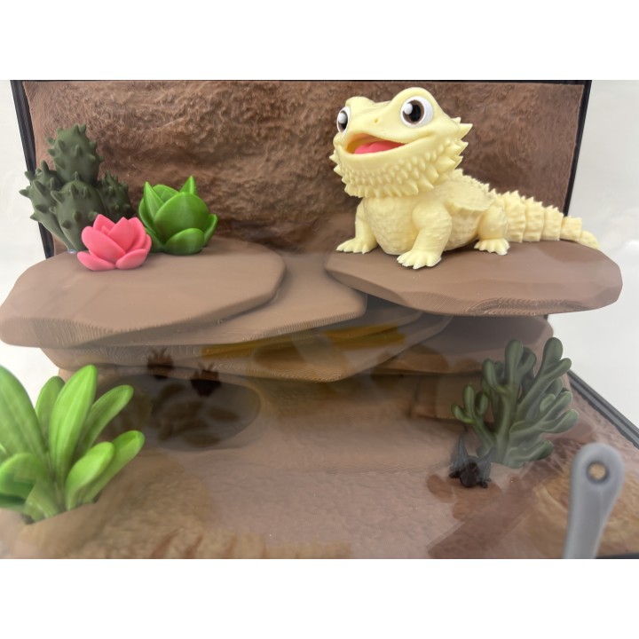 Agamy Tusia i Leo - zestaw terrarium premium