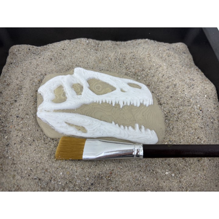 Skamielina T-Rexa - wykopalisko paleontologa