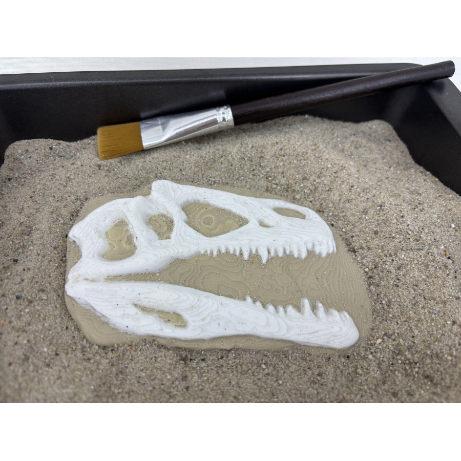 Skamielina Dino T-Rexa/ paleontolog