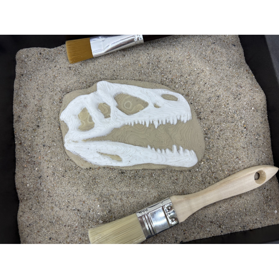Skamielina Dino T-Rexa/ paleontolog