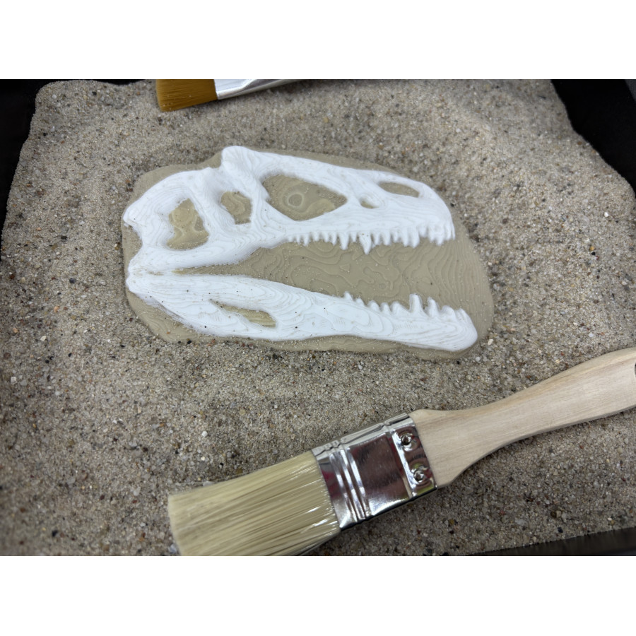 Skamielina Dino T-Rexa/ paleontolog