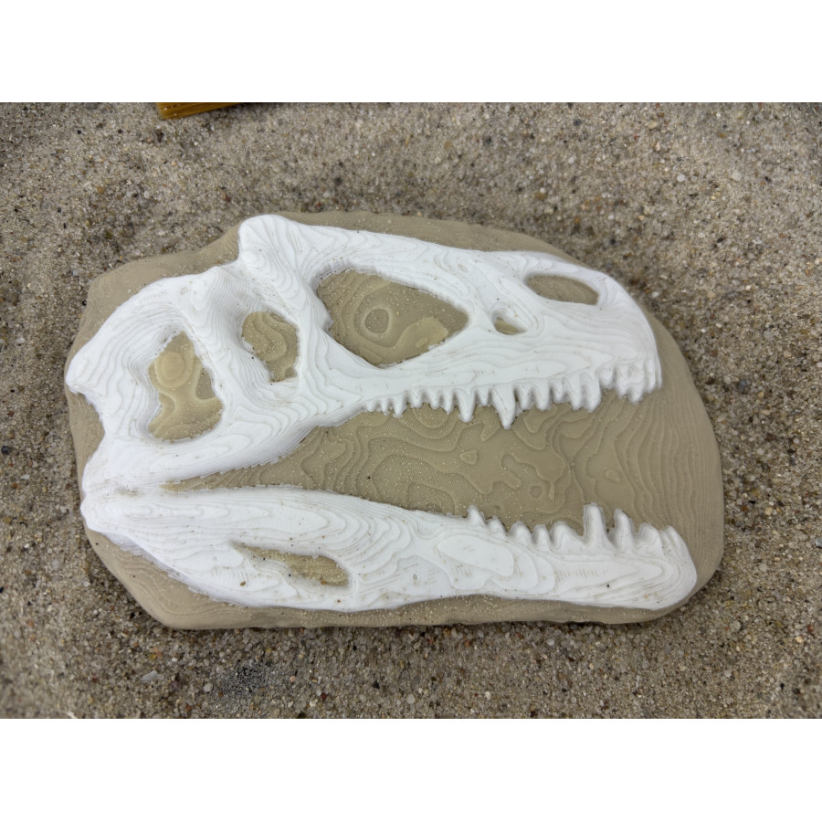 Skamielina Dino T-Rexa/ paleontolog