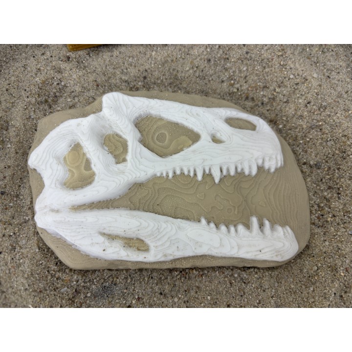 Skamielina T-Rexa - wykopalisko paleontologa