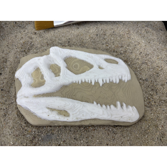 Skamielina Dino T-Rexa/ paleontolog