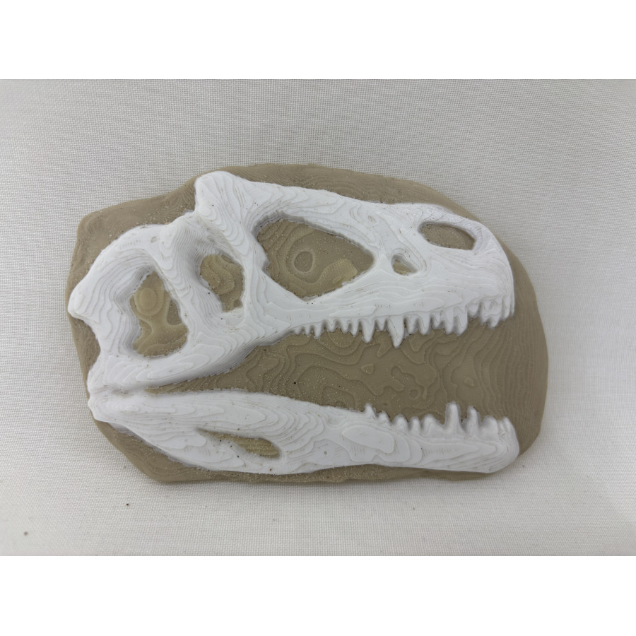 Skamielina Dino T-Rexa/ paleontolog