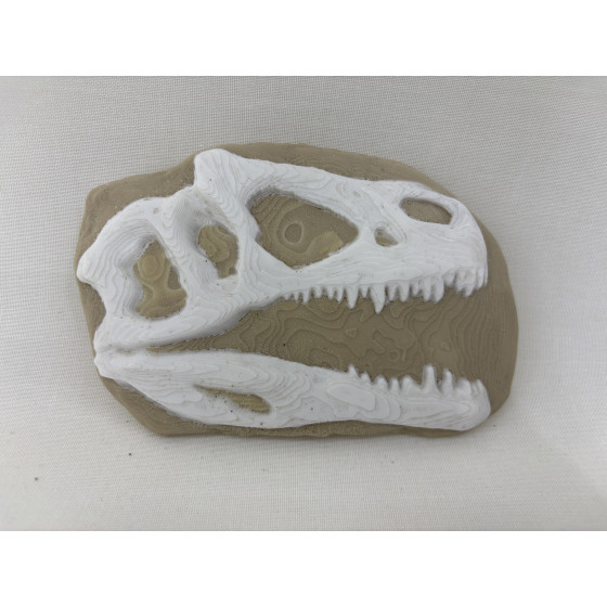 Skamielina Dino T-Rexa/ paleontolog