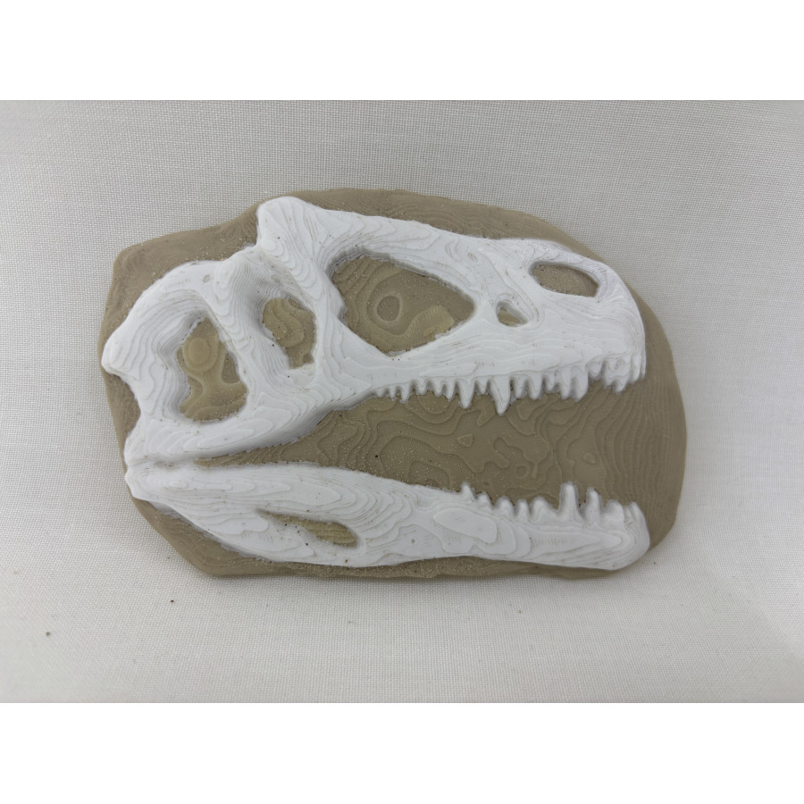 Skamielina Dino T-Rexa/ paleontolog