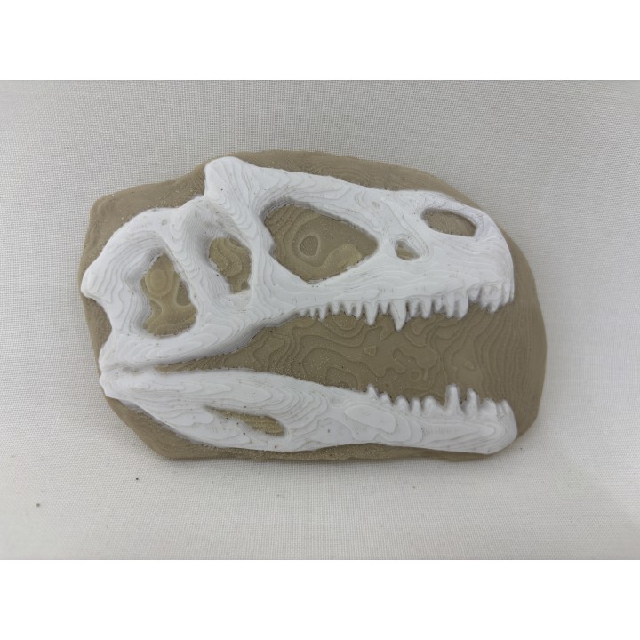Skamielina T-Rexa - wykopalisko paleontologa