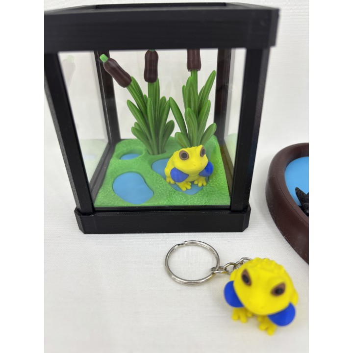 Żaba Radżan (żaba bycza indyjska) - zestaw terrarium