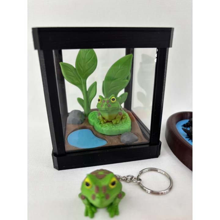 Żaba Pac-Man Rechot - zestaw terrarium