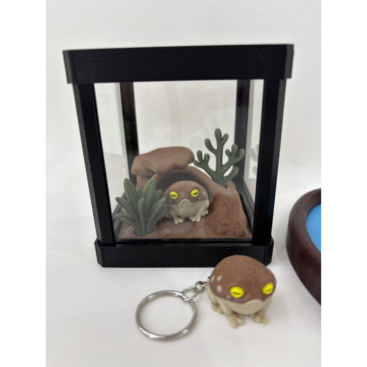 Żaba SAHARRO (żaba pustynna) - zestaw terrarium