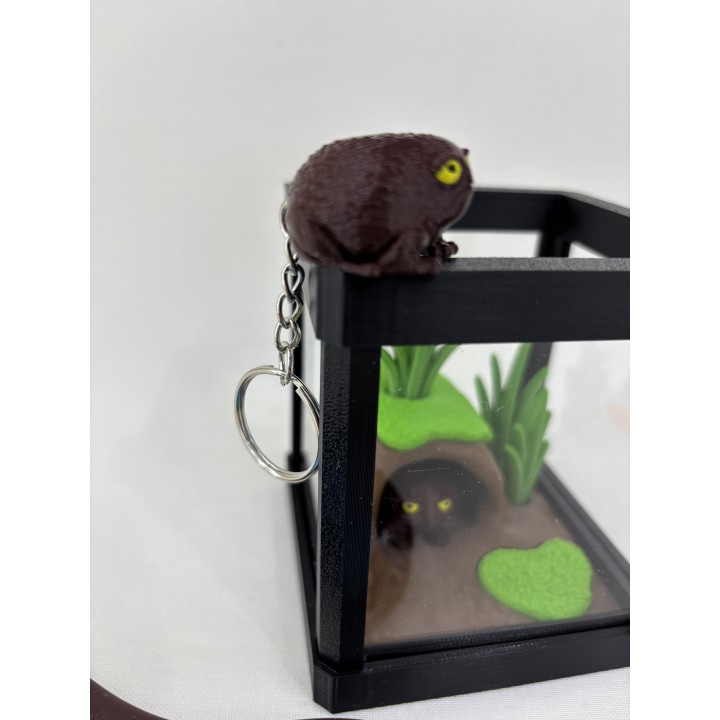 Żaba RAIN-BOG (żaba deszczowa czarna) - zestaw terrarium