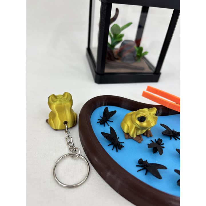 Żaba GOLDRINA (żaba złota jadowita) - zestaw terrarium