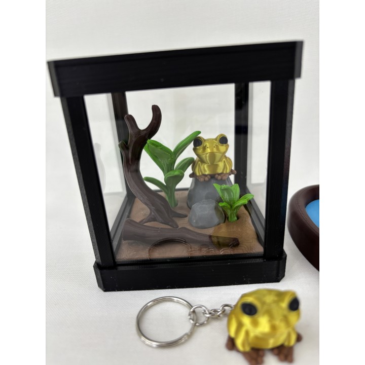 Żaba GOLDRINA (żaba złota jadowita) - zestaw terrarium