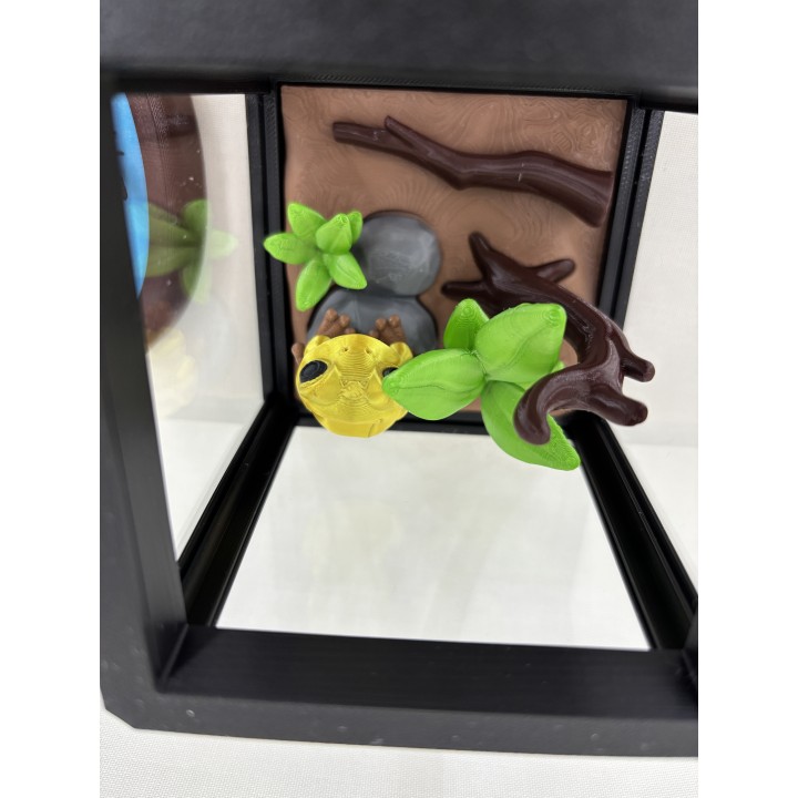 Żaba GOLDRINA (żaba złota jadowita) - zestaw terrarium