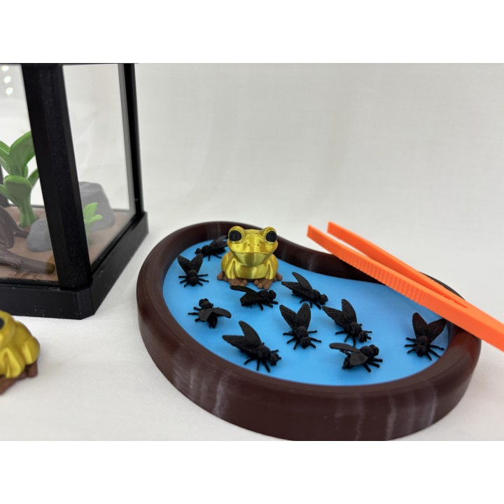 Żaba GOLDRINA (żaba złota jadowita) - zestaw terrarium