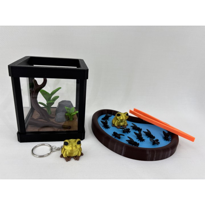 Żaba GOLDRINA (żaba złota jadowita) - zestaw terrarium
