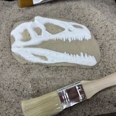 Czaszka dinozaura w piasku do odkopywania pędzelkiem